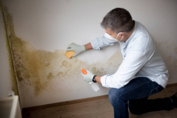 Best Mold Odor Removal Services  in Clifton, NJ